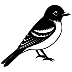 Eastern Phoebe vector silhouette on white background