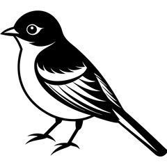 Eastern Phoebe vector silhouette on white background