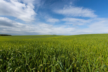 beautiful green wheat sprouts in sunny weather