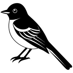 Eastern Phoebe vector silhouette on white background