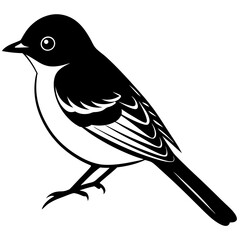 Eastern Phoebe vector silhouette on white background