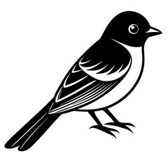 Eastern Phoebe vector silhouette on white background