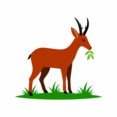 Chamois eat grass white background