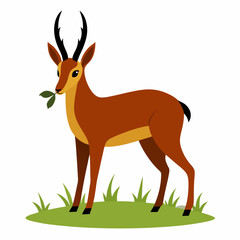 Chamois eat grass white background