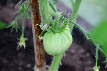 Close up of a green unripe tomato growing in a greenhouse garden at home