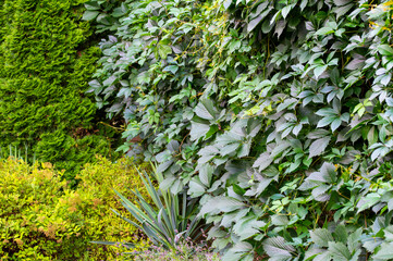 Ogród, zielona ściana, Garden, green wall © Studio RMW