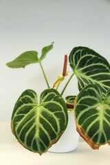 Blooming Anthurium crystallinum "Silver" with dry leaves