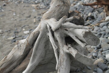 driftwood stump
