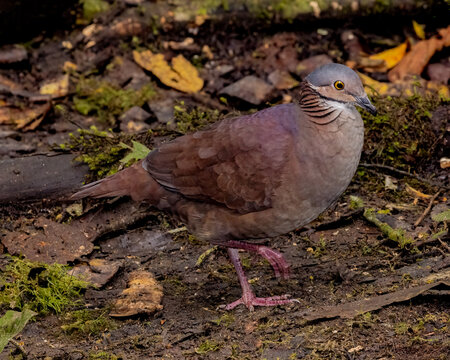 Environmental image of White-Throated Quail Dove