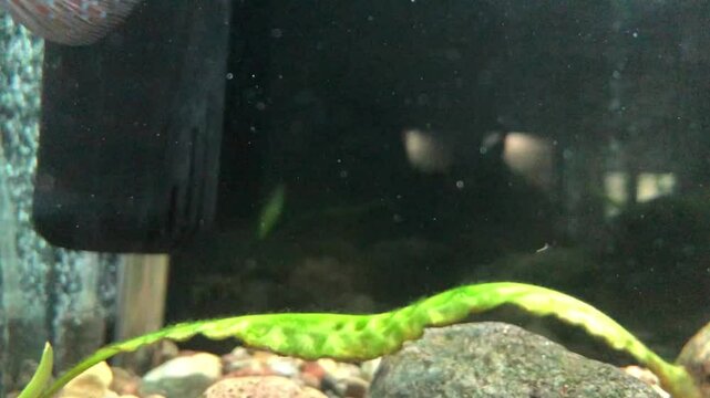 exotic fish swim in the aquarium