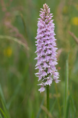 Heath Spotted Orchid (Dactylorhiza maculata) flowering in an arboretum