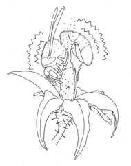 Bumblebee (Bombus terrestris) pollinating a tomato flower with vibration method painting