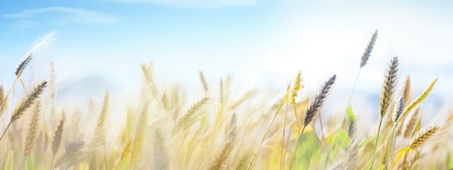 Bright summer scene: an inviting background ideal for banner and copy space, filled with sunlit landscap and cheerful colors representing the joys of summer