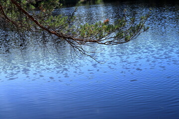 Fir branch over a lake. Summer of 2024. Ekenäs, Finland.