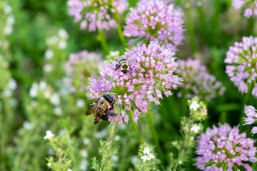 Bumblebee and purple flowers