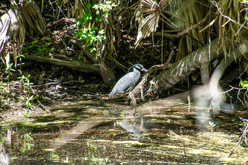 great blue heron