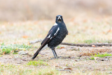 Photograph of a black and white Australian Magpie bird foraging for food  on the ground in the regional town of Talbingo in the Snowy Mountains in New South Wales in Australia.