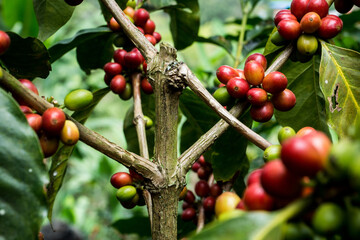 Coffee Berries on Plant