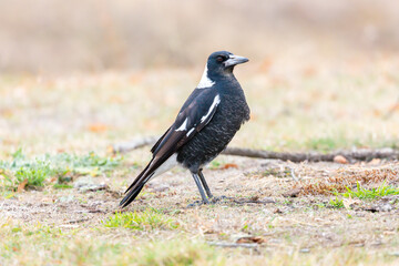 Photograph of a black and white Australian Magpie bird foraging for food  on the ground in the regional town of Talbingo in the Snowy Mountains in New South Wales in Australia.