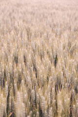 Fototapeta premium Golden Wheat Field