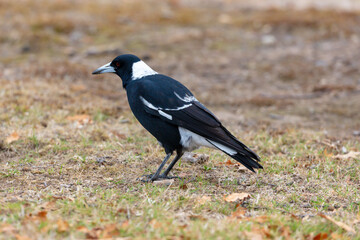 Photograph of a black and white Australian Magpie bird foraging for food  on the ground in the regional town of Talbingo in the Snowy Mountains in New South Wales in Australia.