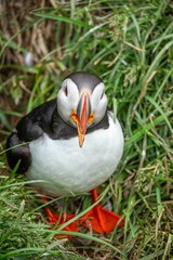 Close-up of an Atlantic puffin standing in green grass on a sunny day.