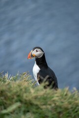 Close-up of a puffin standing on a grassy cliff with a blurred blue ocean background.