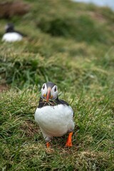 Puffin standing on grassy terrain with a beak full of grass in the foreground.