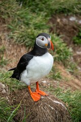 Close-up of a puffin standing on a grassy cliffside with vibrant orange feet and beak.