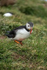 Puffin standing on grassy terrain with a beak full of grass in a natural habitat.