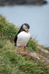 Puffin standing on a grassy cliff edge with a blurred background of the sea.