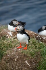 Puffins standing on grassy cliffs near the ocean with a blurred background.