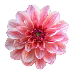 Fototapeta premium beautiful dahlia flowers