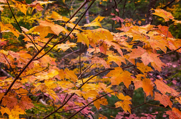 Fall foliage in Cades Cove at Great Smoky Mountains National PArk