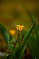 Yellow flower close up. Waking up nature. Spring flowers