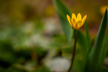 Obraz premium Yellow flower close up. Waking up nature. Spring flowers