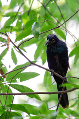 Common Grackle (Quiscalus quiscula) - Commonly Found in North America