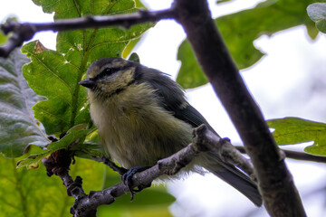 Fototapeta premium Blue Tit (Cyanistes caeruleus) - Spotted in Father Collins Park, Dublin, Ireland