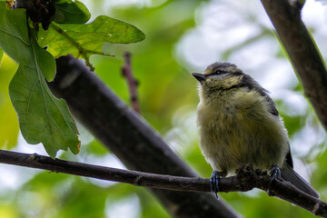 Blue Tit (Cyanistes caeruleus) - Spotted in Father Collins Park, Dublin, Ireland
