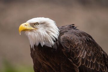 Profile portrait of a Bald Eagle (Haliaeetus leucocephalus) The national emblem of the United States