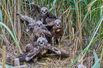 Joung marsh harrier in the nest