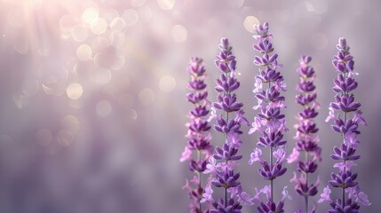 Obraz premium Close up of lavender spindles in sunlight with bokeh, minimalist style capturing empty space