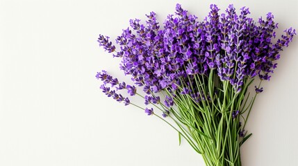 Minimalist lavender bouquet on white backdrop with spacious left side for elegant presentations