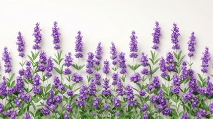 Naklejka premium Close up lavender spindles on white background in minimalist style with empty space
