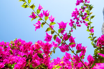 Bougainville in the garden