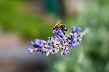 Close-Up of Bees Collecting Nectar from Blossoming Plants in lush green nature showing balanced ecosystem