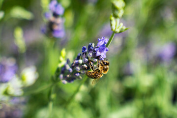 Close-Up of Bees Collecting Nectar from Blossoming Plants in lush green nature showing balanced ecosystem