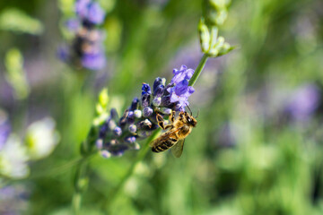 Close-Up of Bees Collecting Nectar from Blossoming Plants in lush green nature showing balanced ecosystem