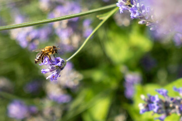 Close-Up of Bees Collecting Nectar from Blossoming Plants in lush green nature showing balanced ecosystem