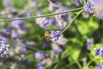 Close-Up of Bees Collecting Nectar from Blossoming Plants in lush green nature showing balanced ecosystem